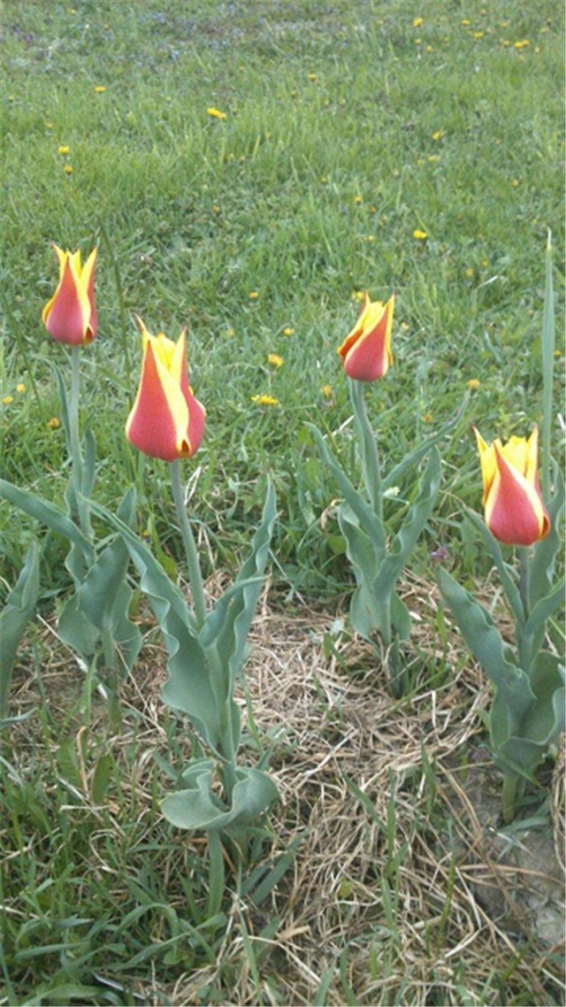 tulipan2